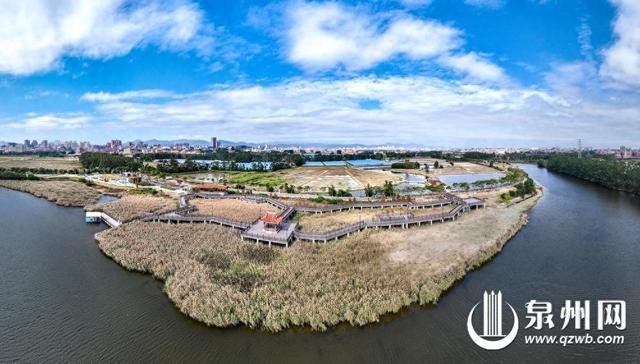 南安大盈溪畔芦苇荡 尽享生态美