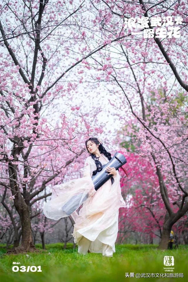 今天开园,东湖樱花园最新实拍!