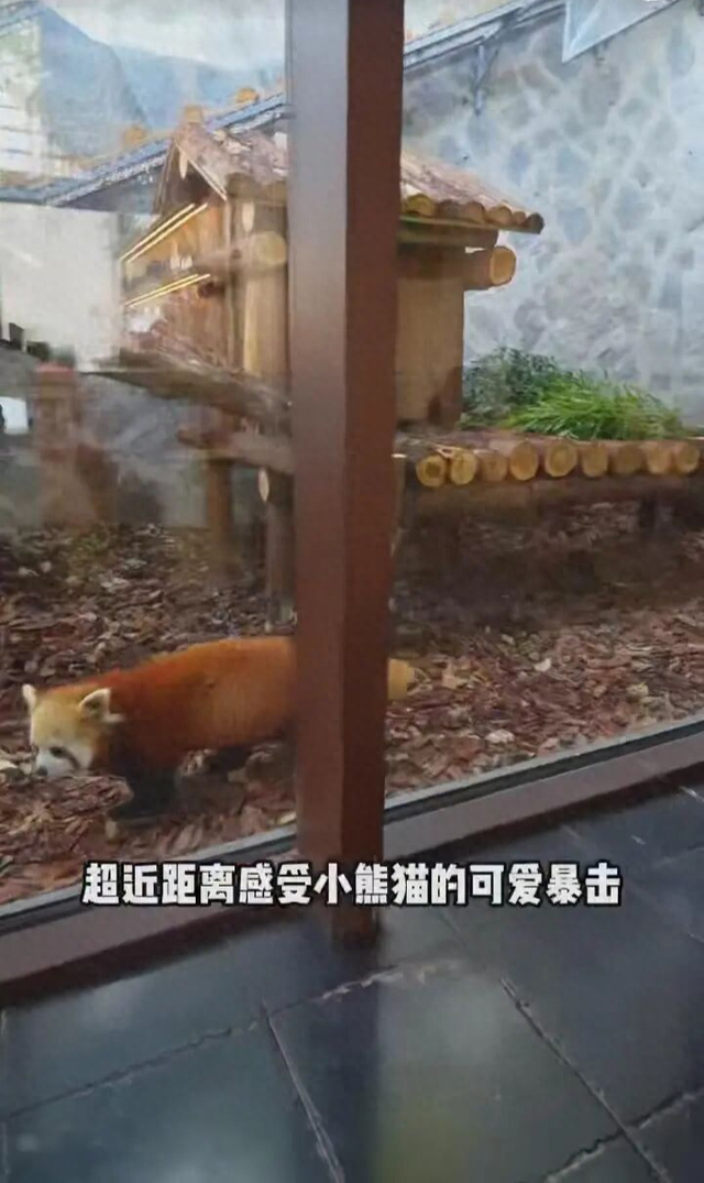 即将爆火！边喝咖啡边看小熊猫！福州熊猫世界这个打卡点，别错过！