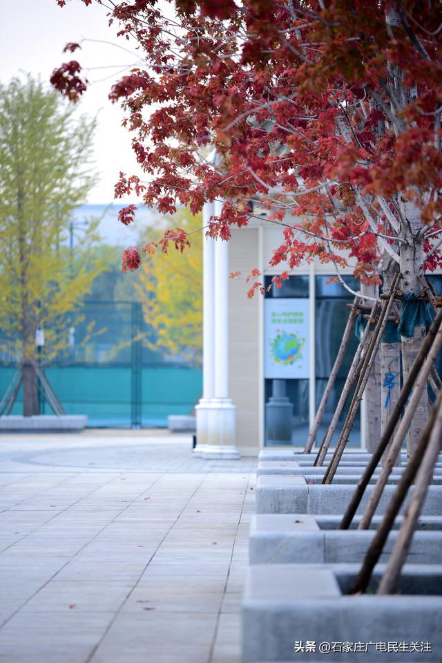 红叶知秋 赏景正当时石家庄公园广场红枫进入最佳观赏期