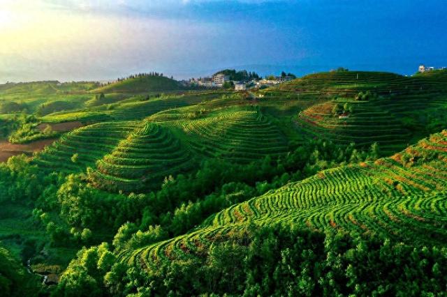 凉都有“礼”·茶语篇 ｜ 一叶“水城春”，一份凉都情