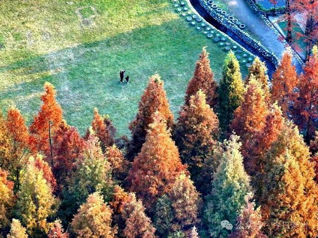 出片率100%！为崇州这些高颜值路连发三天朋友圈！