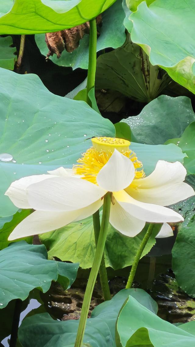 荷叶飘香，花开如梦