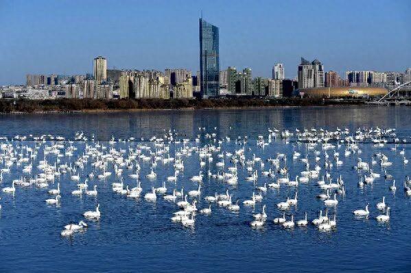 赴一场冬日精灵之约！三门峡白天鹅观赏指南来啦→