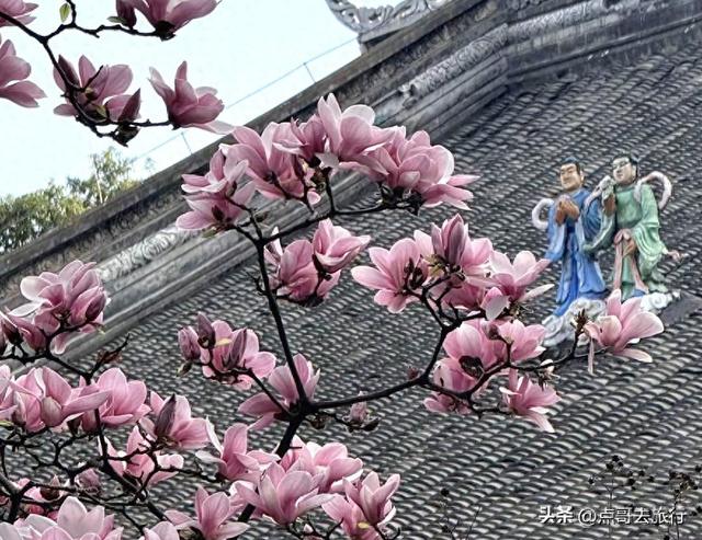 成都寺庙最美玉兰花开了，红墙青瓦，惊艳唯美，这3处不要门票！