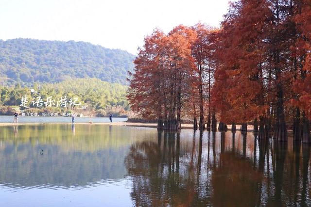 浙江绍兴的新晋网红打卡地，因月牙弯而走红，湖杉鹭影美不胜收