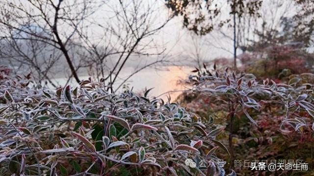冬日的浪漫，藏在商丘日月湖的晨霜里