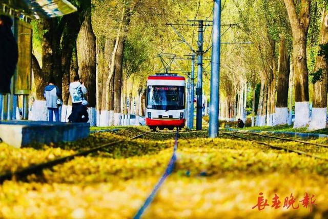 一趟开往秋天的电车！它，载满一城金色浪漫