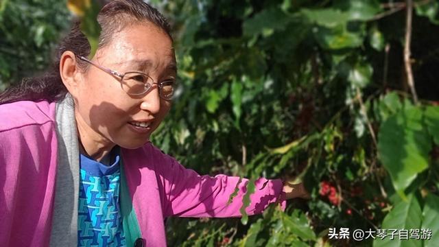 房车自驾新寨咖啡村满村咖啡香飘出致富路，却难寻一席之地停车！