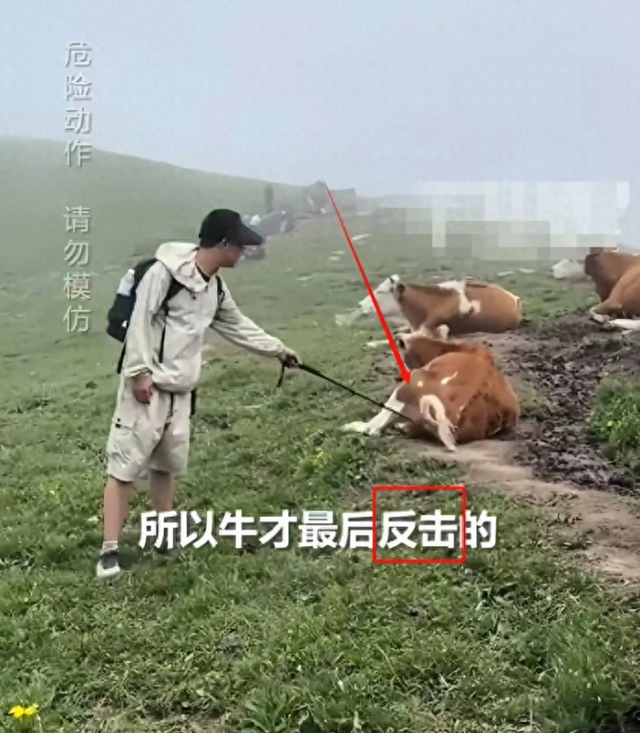被顶飞3米、肋骨骨折！游客挑衅牛群反被教训，景区回应扎心了