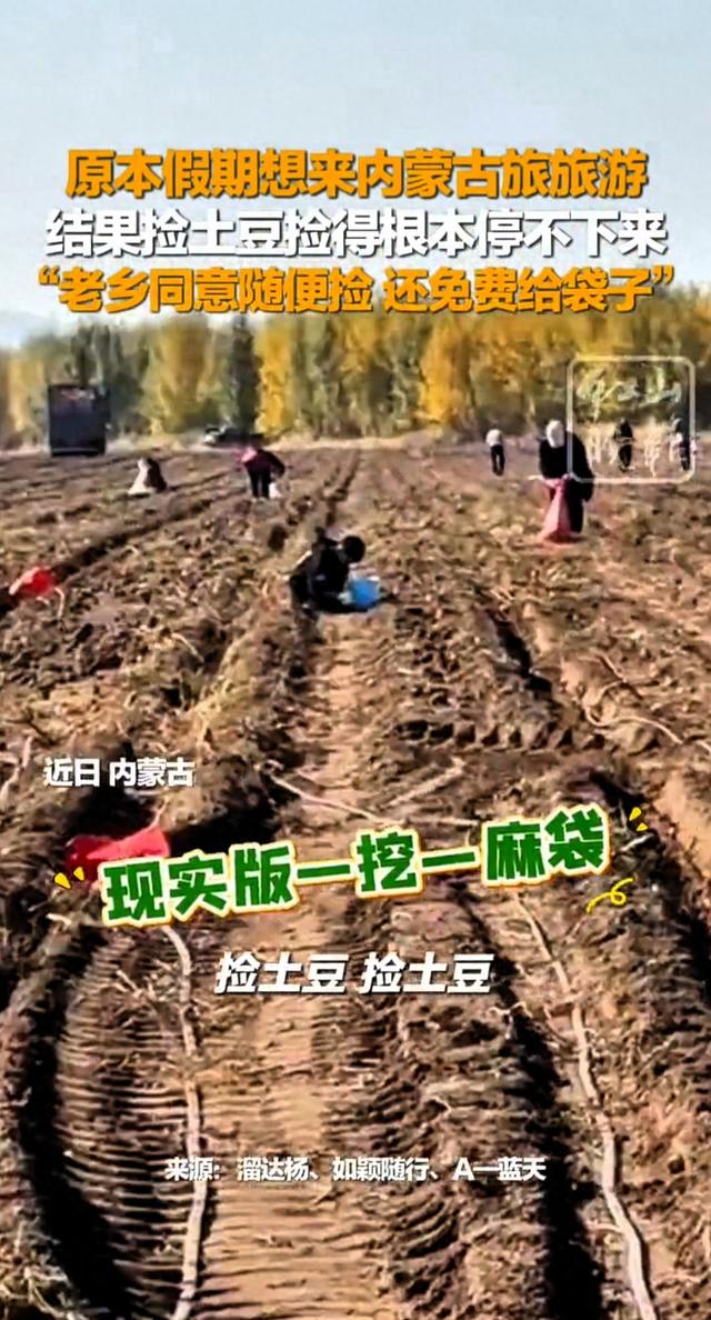 游客在内蒙古旅游发现土豆地里土豆随便捡！现实版一挖一麻袋！