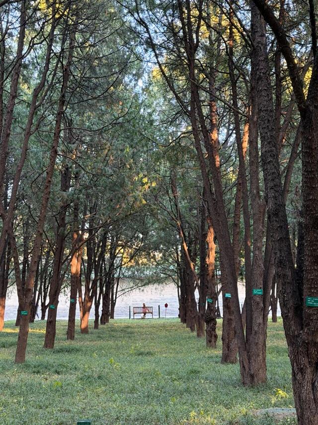 错过这片顶流风景的北京人，只能再等一年