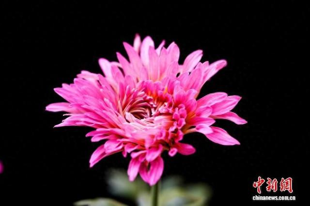 四川成都：700余种菊花亮相引游人