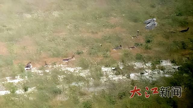 鄱阳湖迎来最佳观鸟期，10个观鸟点和8条观鸟旅游线路等你来