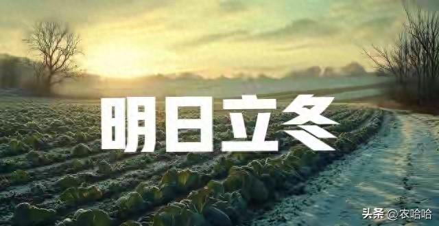 “立冬不过午，三九雪堵门”，明日立冬，今年冬天雪大吗？早了解