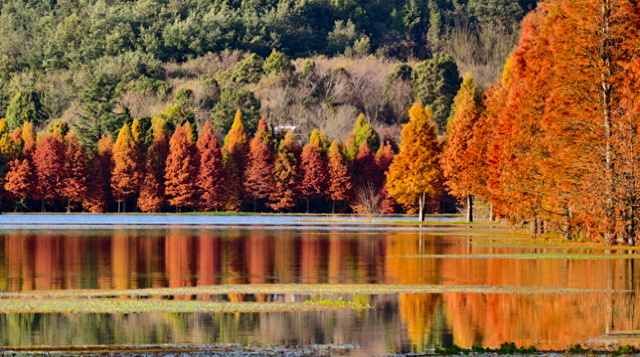 解锁冬日专属浪漫  三家村水库水杉林如诗如画