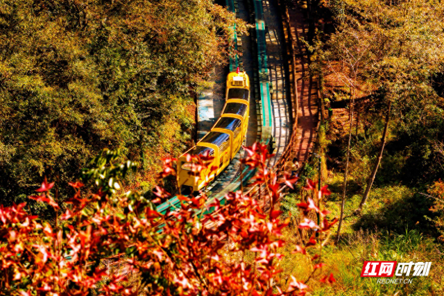 张家界十里画廊：深秋调色盘已送达，观光电车带你驶入层林尽染的童话秘境