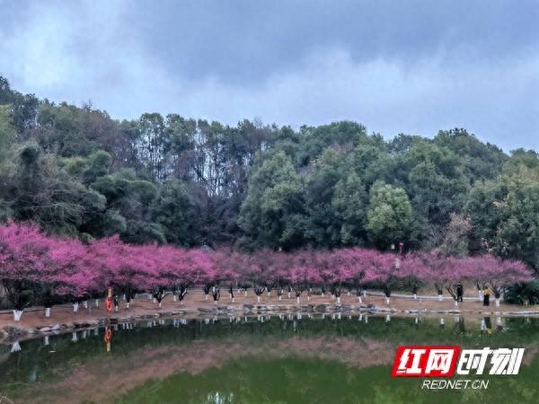 大祥区西苑公园：梅花盛放 迎新“春”