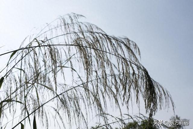广袤无垠是什么意思（字词解析萧萧和潇潇如何区分）