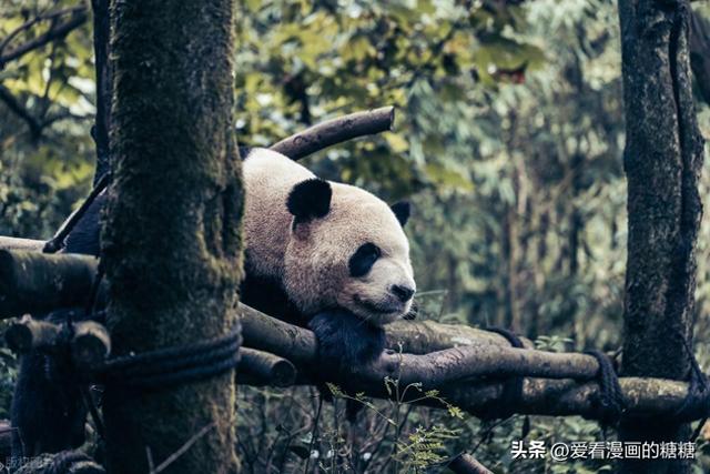 假期带娃解锁成都：看熊猫、做蜀绣、品美食，轻松遛娃不费妈