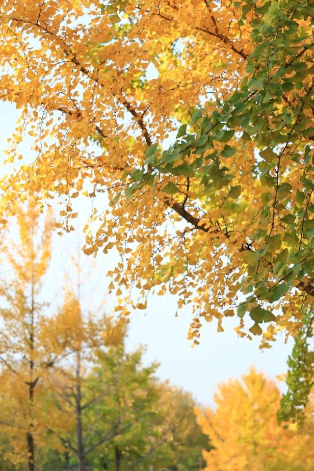 一年一次！郑州这些地方的银杏叶美得不像话！公交可直达！