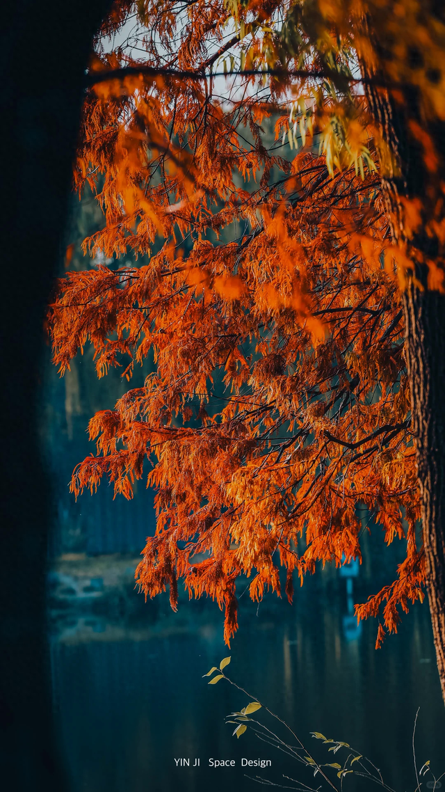 临沂「红杉」「红枫」浓度拉满，出片率100%