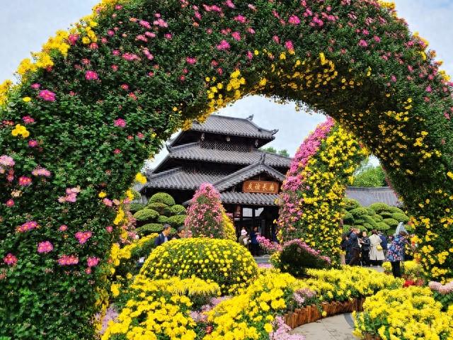 散文：采一朵金石山的菊，看一场山顶的风景