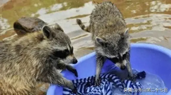 世界上最大的猴子是狒狒（吉尼斯世界之最世界上最小的猴子）