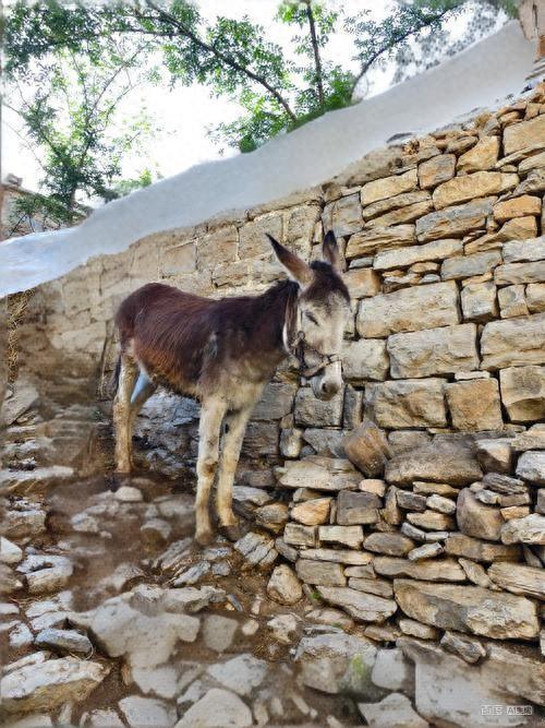 邯郸涉县冬至奇俗，牲口也过生日，给牲口放天假，做一顿好吃的