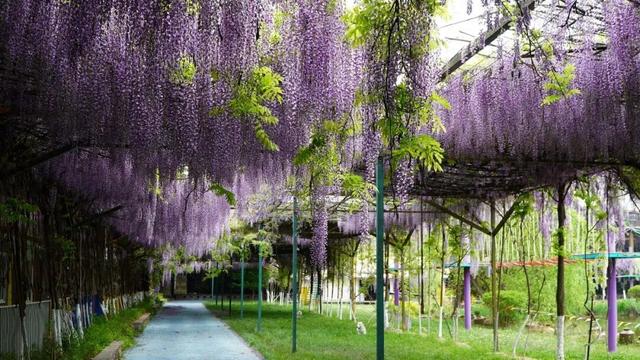 【禄劝文旅推介】转龙镇：平安福紫藤进入最美赏花期，紫色花瀑等你来打卡