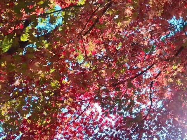 这美景谁顶得住！青岛12月藏着个“反季节”红枫秘境，错过再等一年……