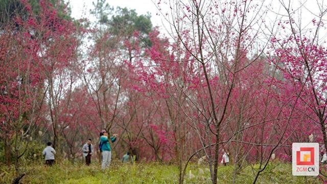 荣县赏樱地图更新！铁厂樱海渐入尾声 牛角山晚樱正当时