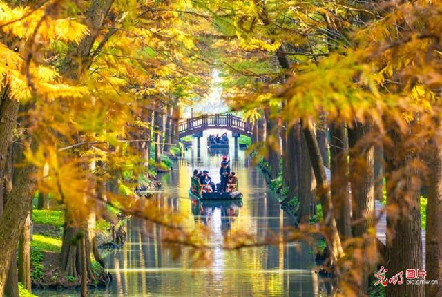 湿地公园 冬景如画