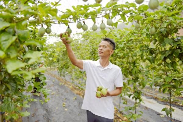 西林采摘果园引游客