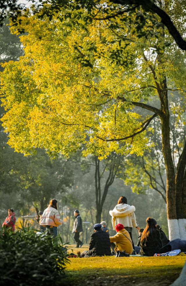 冬日晴好，九龙花木太出片了！