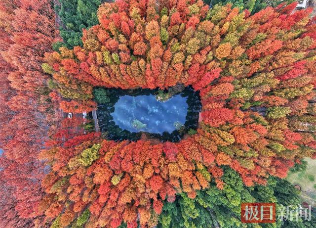 武汉东湖杉树“红”出圈！限定皮肤美到开挂