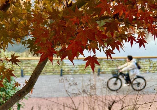 “山东邂逅美”摄影大赛｜冬阳下的枫影骑行