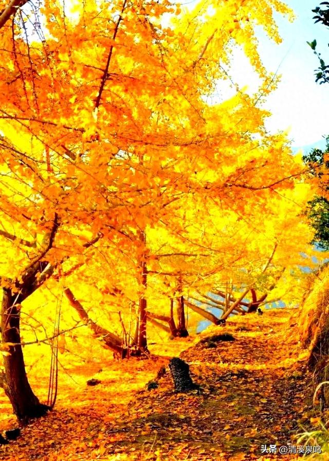 银杏染秋——九峰的金色童话