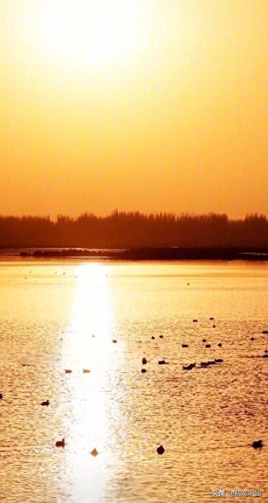 洛浦县水域现奇观，金色阳光如丝绸，绿头鸭嬉戏悠然自得