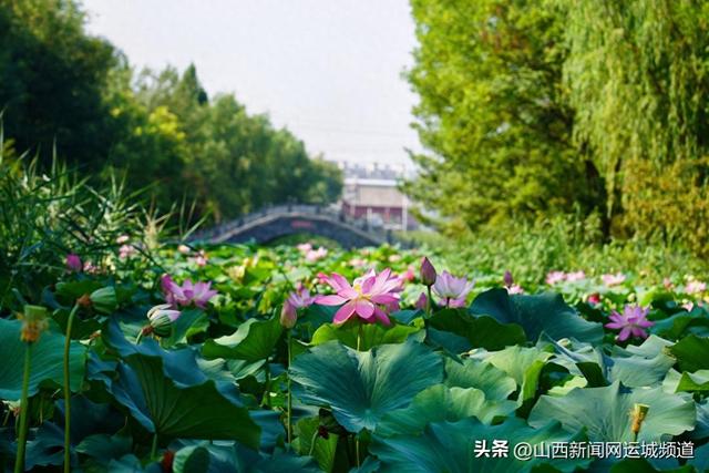 稷山民乐园：荷香满池 共赴夏日“莲”约