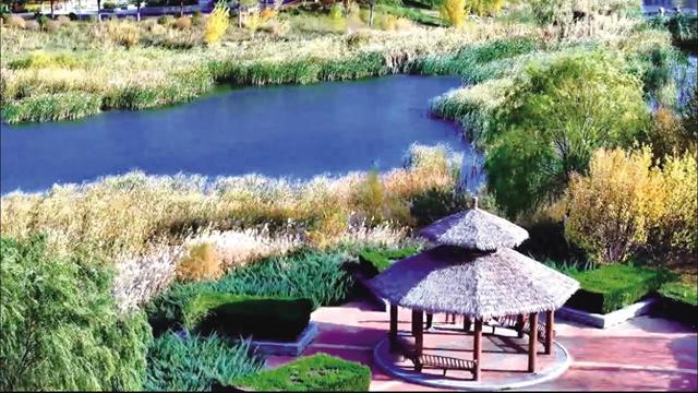 包头荒地蝶变“生态新名片”