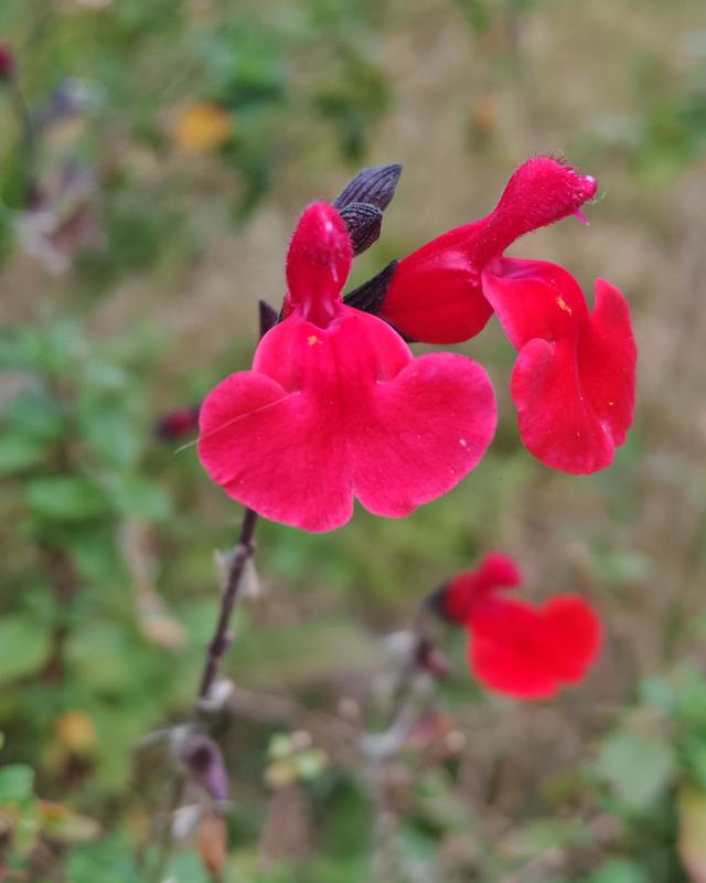 繁花似锦的秋天