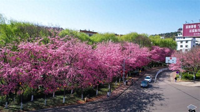 赴富源之约，邂逅新春樱花韵