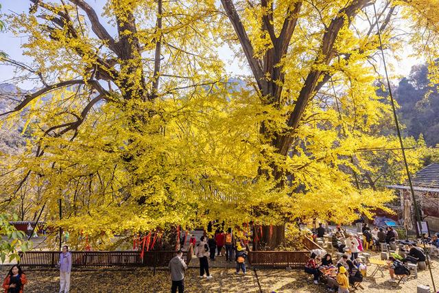 初冬玉泉寺金叶飘飘