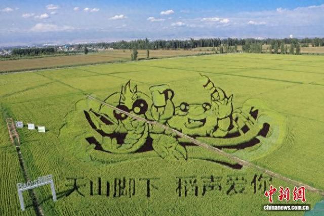 新疆伊犁：巨幅稻田画迎最佳观赏期