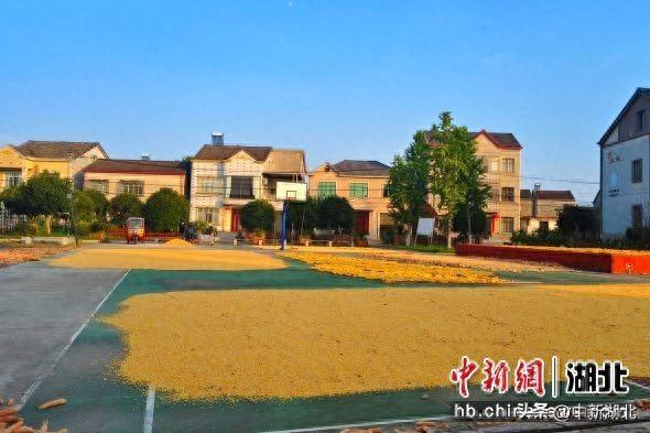 枝江市董市镇：“粮”辰美景入画来