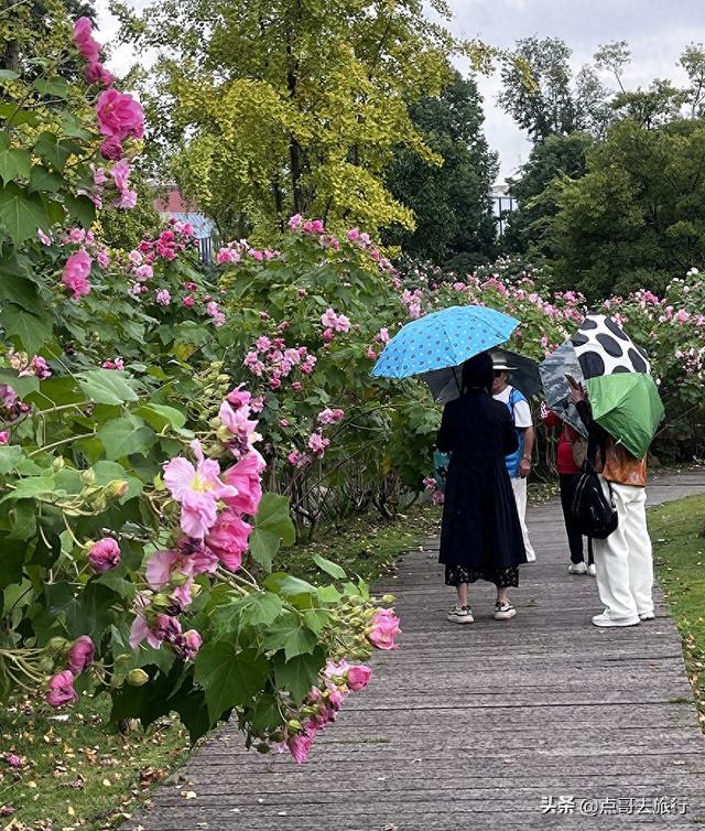 成都芙蓉花开爆了，成都人的私藏，不要门票，冷门却超级惊艳！