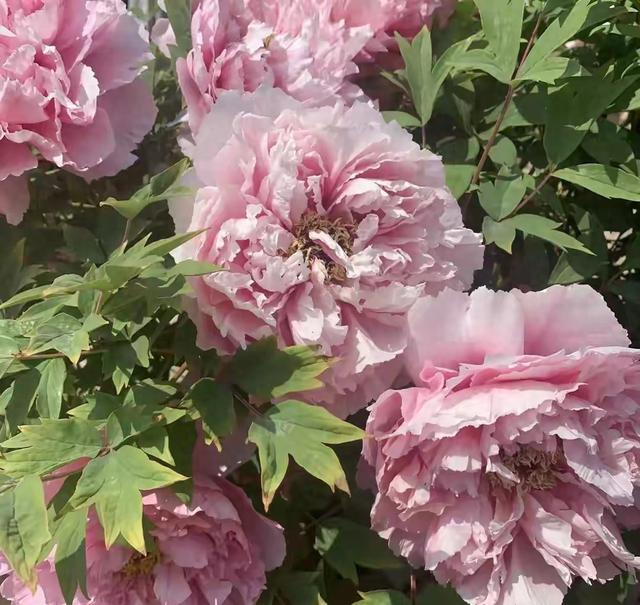 记住这几点牡丹花养好很简单（牡丹栽种教程）