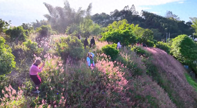 火了！玉林这片粉紫色的山坡，吸引不少人打卡