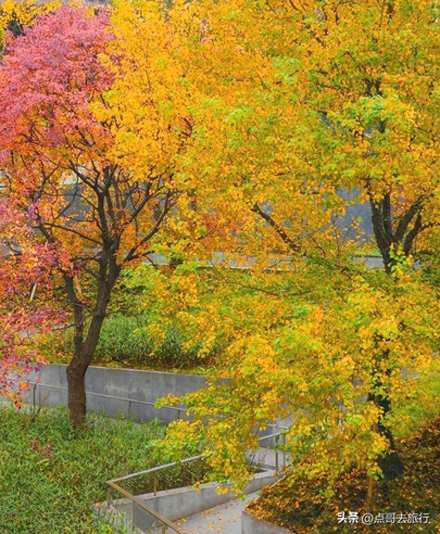 成都这4个彩林会爆火，既壮观又唯美，全部免费，地铁公交直达！